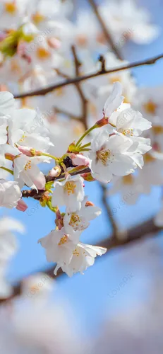 Сакура Обои на телефон крупный план белых цветов на ветке дерева