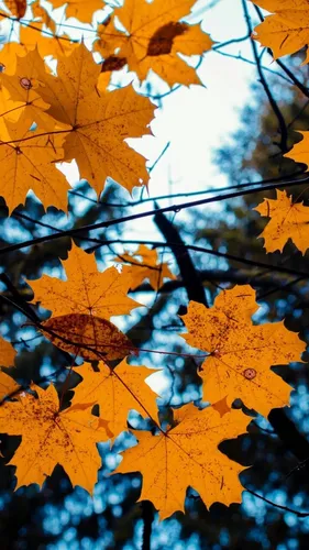 Уютные Осенние Обои на телефон группа листьев на дереве