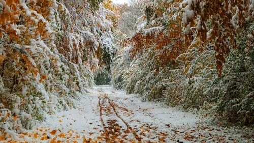 Уютные Осенние Обои на телефон снежная дорога с деревьями по обе стороны