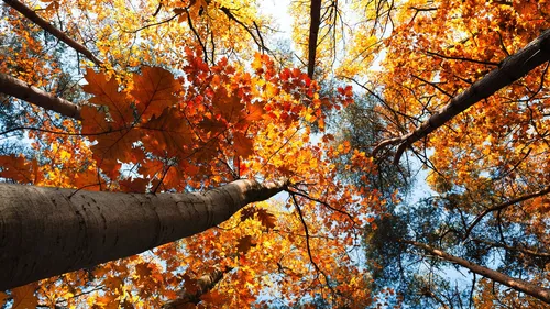 Уютные Осенние Обои на телефон дерево с апельсиновыми листьями