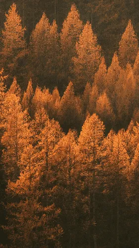 Уютные Осенние Обои на телефон лес деревьев