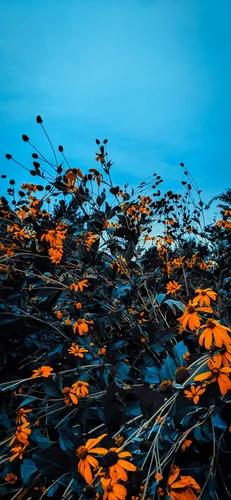 Уютные Осенние Обои на телефон поле желтых цветов