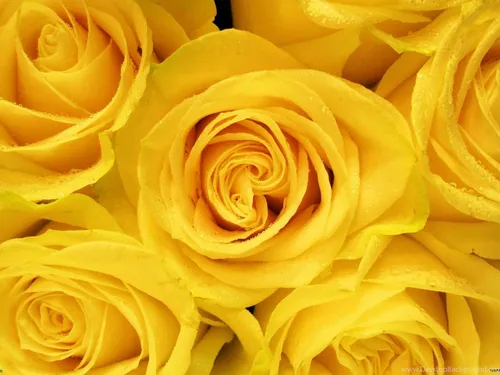 Желтые Обои на телефон крупный план желтой розы