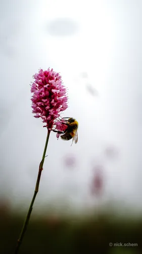 Четкие Обои на телефон пчела на цветке