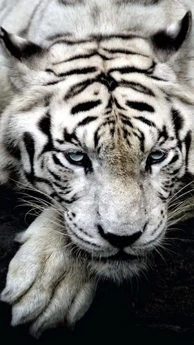 Белый Тигр Обои на телефон крупный план тигра