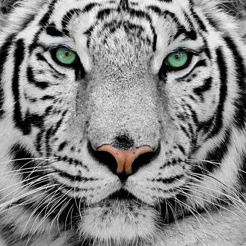 Белый Тигр Обои на телефон изображение