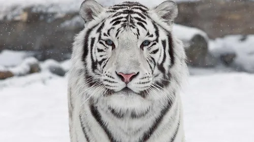Белый Тигр Обои на телефон в хорошем качестве