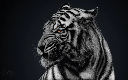 Белый Тигр Обои на телефон белый тигр с оранжевыми глазами