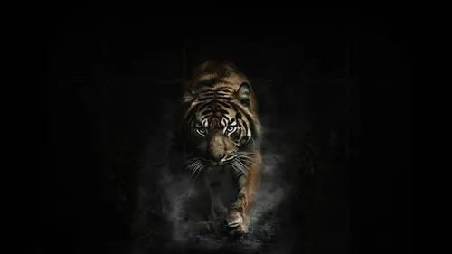 Белый Тигр Обои на телефон тигр гуляет в темноте