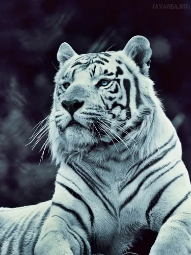 Белый Тигр Обои на телефон белый тигр с черными полосками