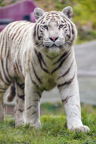 Белый Тигр Обои на телефон белый тигр гуляет по траве