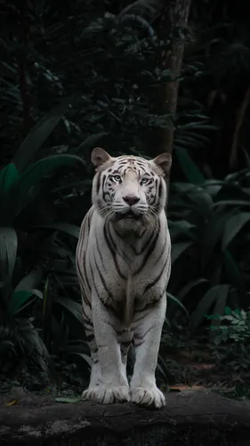 Белый Тигр Обои на телефон тигр, стоящий на скале