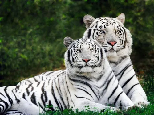 Белый Тигр Обои на телефон пара белых тигров лежала