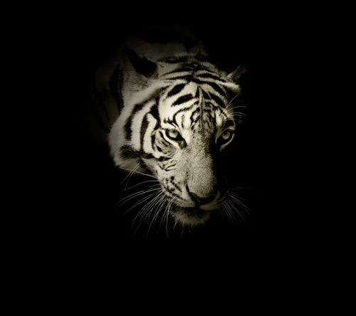 Белый Тигр Обои на телефон бесплатные картинки
