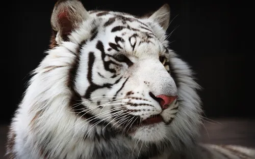 Белый Тигр Обои на телефон белый тигр с высунутым языком