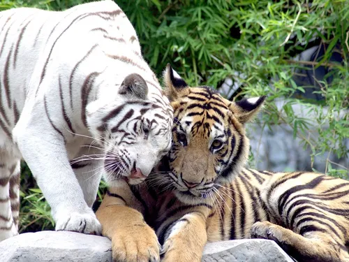 Белый Тигр Обои на телефон пара тигров