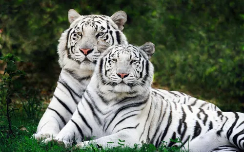 Белый Тигр Обои на телефон бесплатные обои