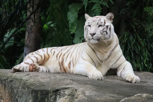 Белый Тигр Обои на телефон белый тигр, лежащий на скале