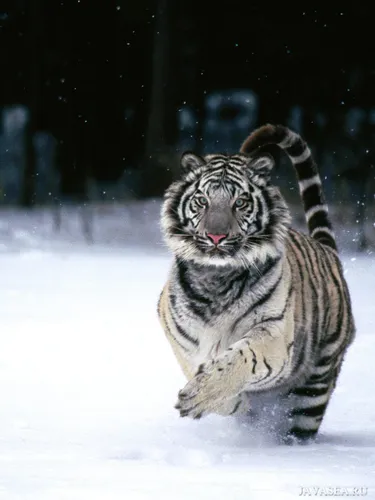 Белый Тигр Обои на телефон тигр бежит по снегу