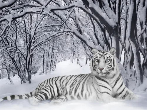 Белый Тигр Обои на телефон белый тигр лежит на снегу
