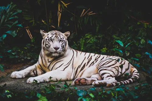 Белый Тигр Обои на телефон тигр, лежащий на бревне