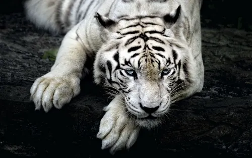 Белый Тигр Обои на телефон белый тигр лежит на земле