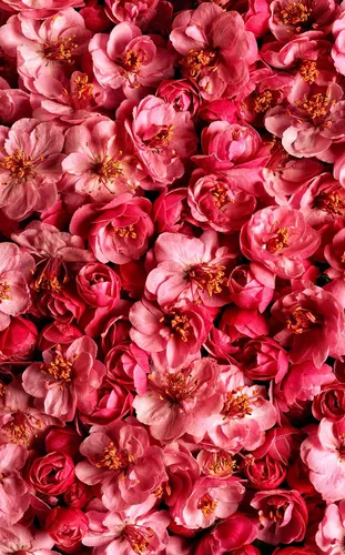 Качественные Обои на телефон большая группа розовых цветов