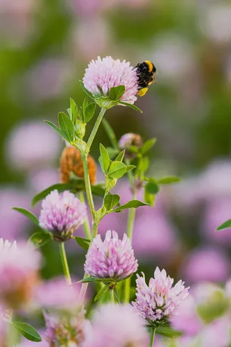 Клевер Обои на телефон пчела на цветке