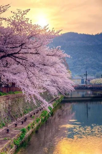 Корейские Обои на телефон дерево с розовыми цветами рядом с водоемом