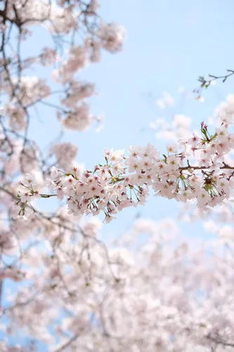 Корейские Обои на телефон дерево с белыми цветами