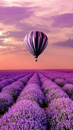 Лавандовые Обои на телефон воздушный шар над полем фиолетовых цветов