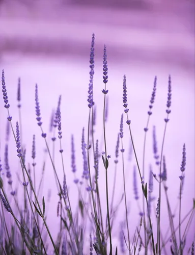 Лавандовые Обои на телефон поле фиолетовых цветов