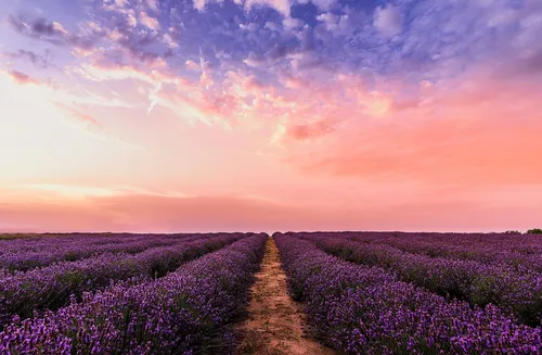 Лавандовые Обои на телефон грунтовая дорога через поле фиолетовых цветов