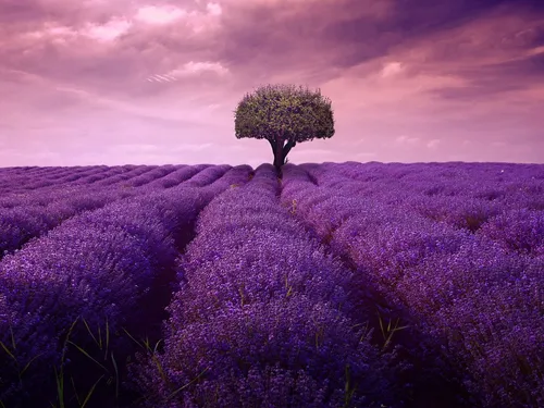 Лавандовые Обои на телефон дерево в поле фиолетовых цветов
