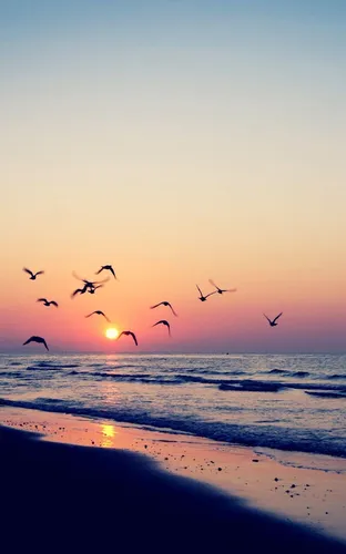 Море Закат Обои на телефон птицы летают над океаном
