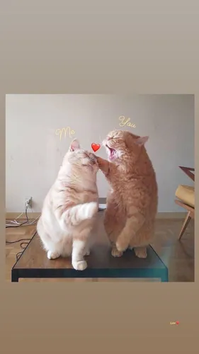 Коты Обои на телефон две кошки играют с мячом