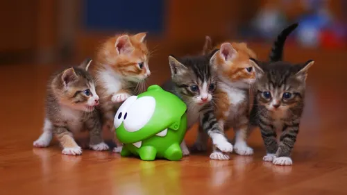 Коты Обои на телефон группа котят, играющих с мячом