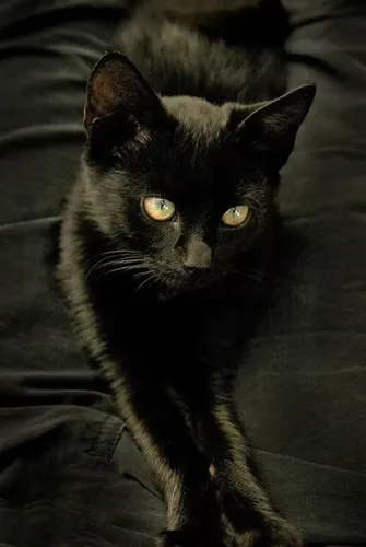 Кошки Обои на телефон черная кошка с желтыми глазами