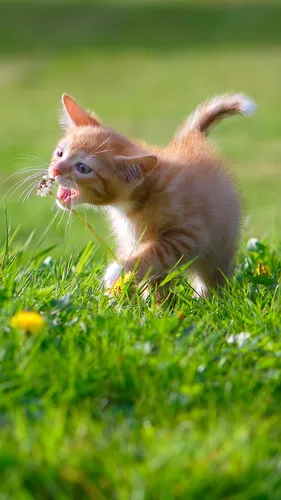 Кошки Обои на телефон котенок бежит по траве