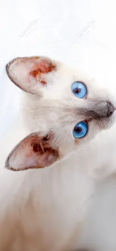 Кошки Обои на телефон собака с голубыми глазами