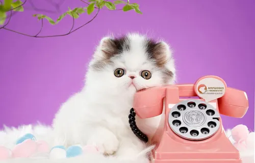Кошки Обои на телефон котенок держит розовый телефон