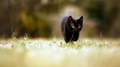 Кошки Обои на телефон черная кошка в травянистой местности