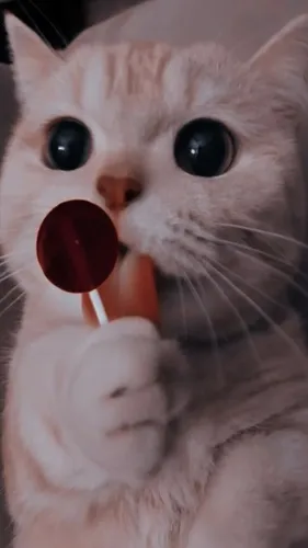 Кошки Обои на телефон кошка с игрушкой во рту
