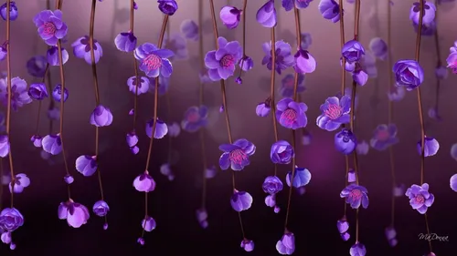 Лавандового Цвета Обои на телефон группа фиолетовых цветов