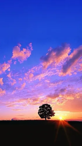 Небо Обои на телефон дерево на фоне заката