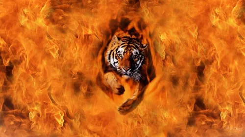 Огонь Обои на телефон тигр в дикой природе