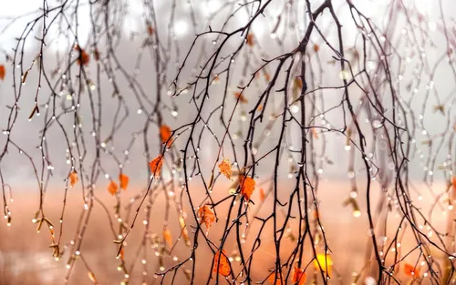 Осень Дождь Обои на телефон группа деревьев с листьями