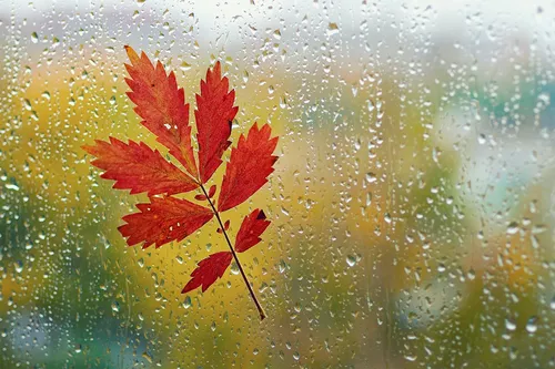 Осень Дождь Обои на телефон створка на окне