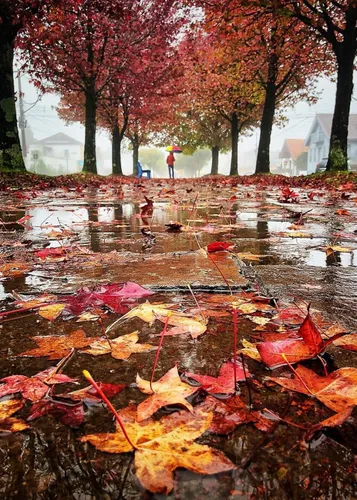 Осень Дождь Обои на телефон пруд с красными листьями