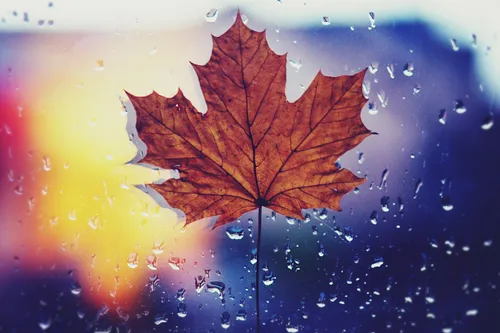 Осень Дождь Обои на телефон кленовый лист на окне